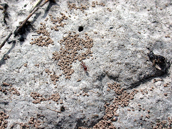 FIGURE 1c FIGURE 1c